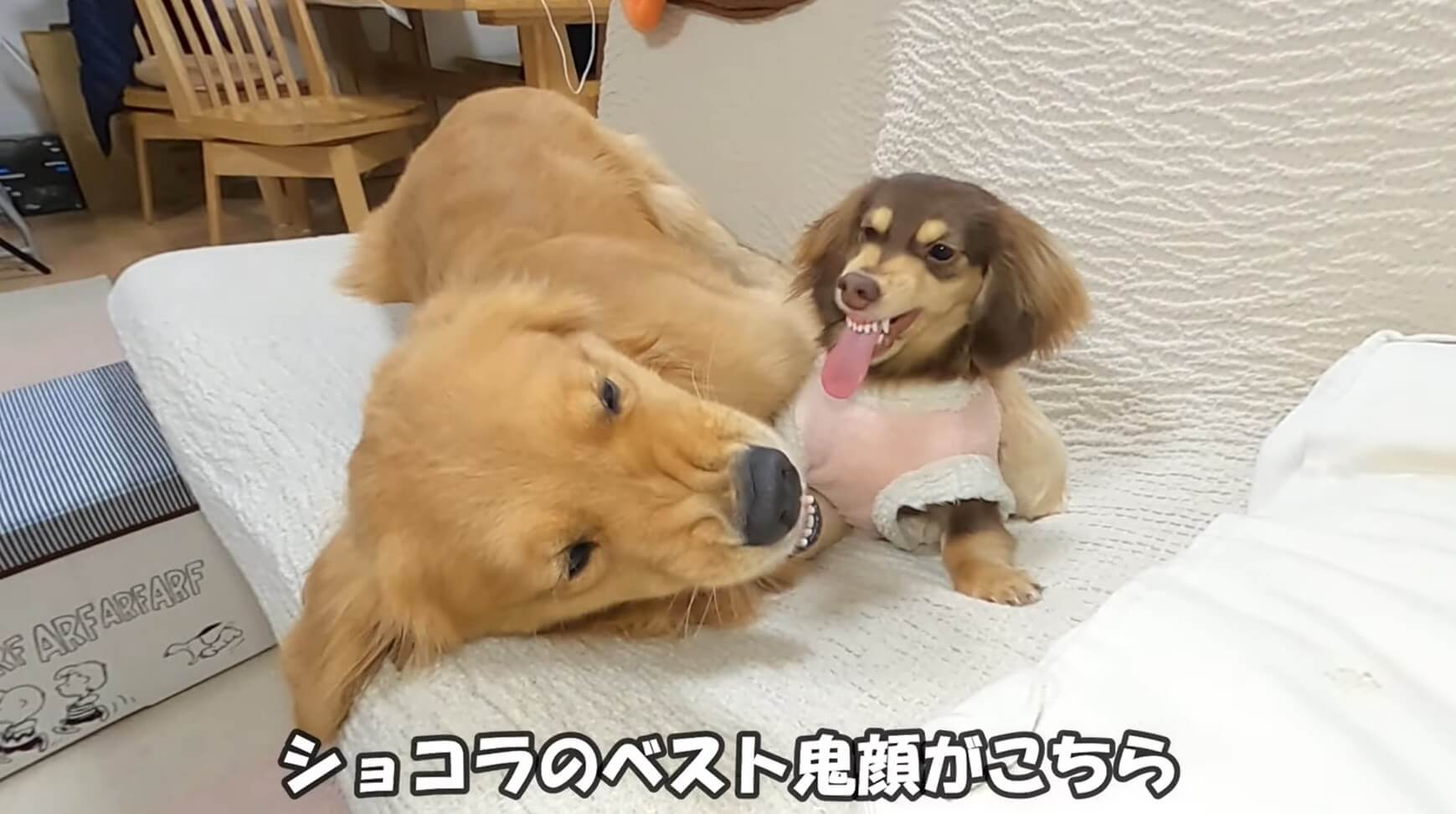 ダックスフンド,動画