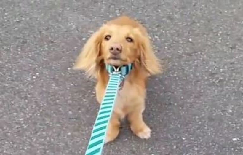 ダックスフンド,動画