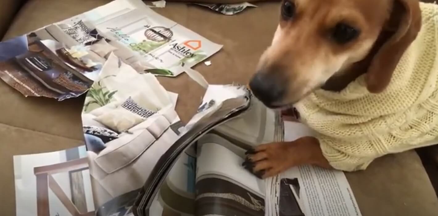 ダックスフンド,動画