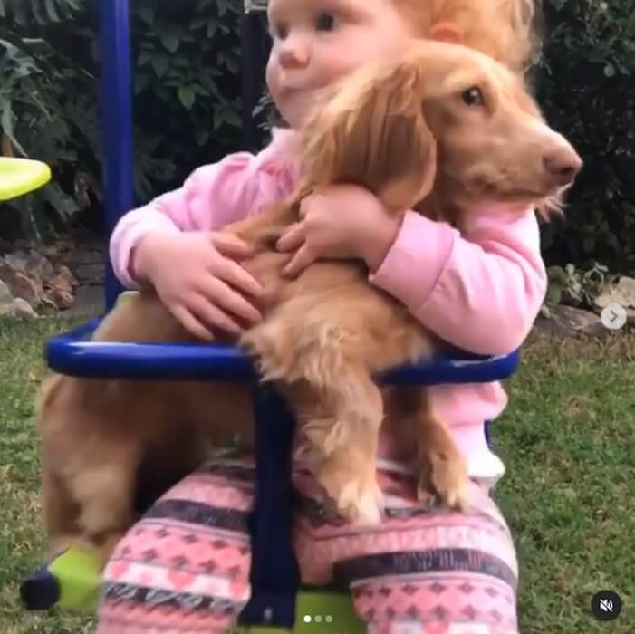 ダックスフンド,動画