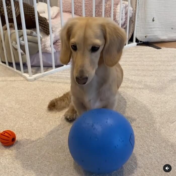 ダックスフンド,動画