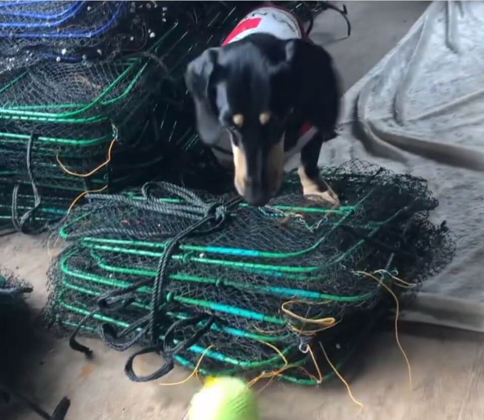 ダックスフンド,動画