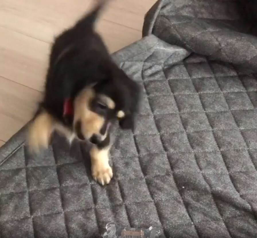 ダックスフンド,動画