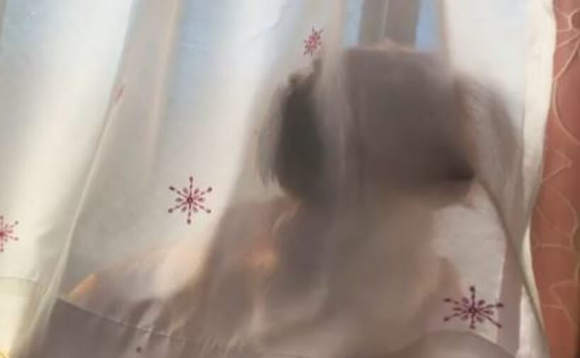 ダックスフンド,動画