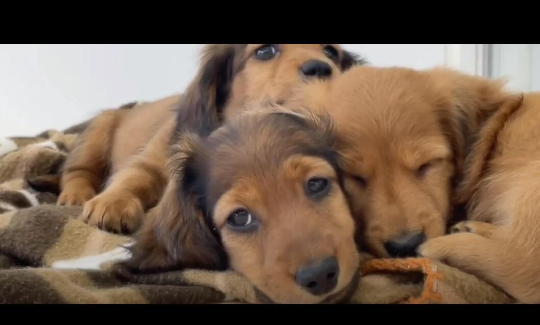 ダックスフンド,動画