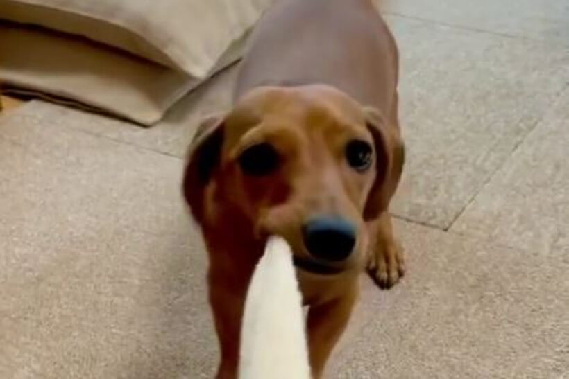 ダックスフンド,動画