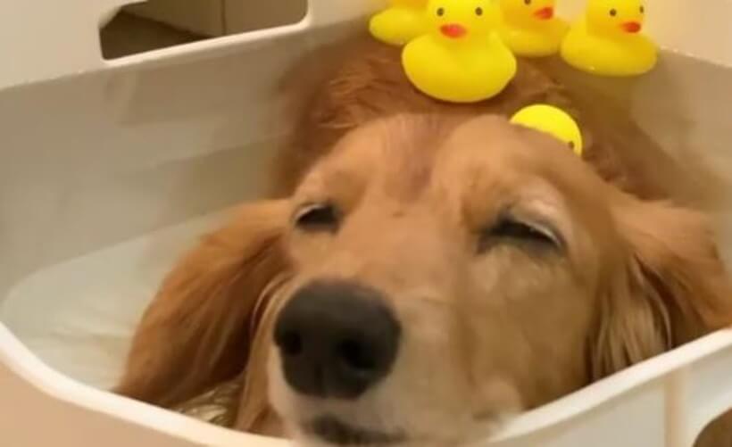 ダックスフンド,動画