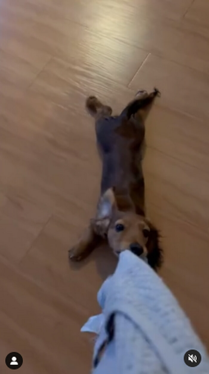 ダックスフンド,動画