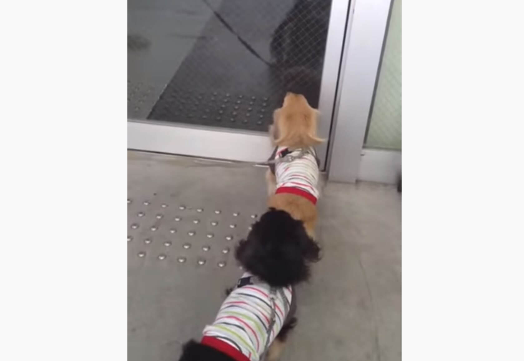 ダックスフンド,動画