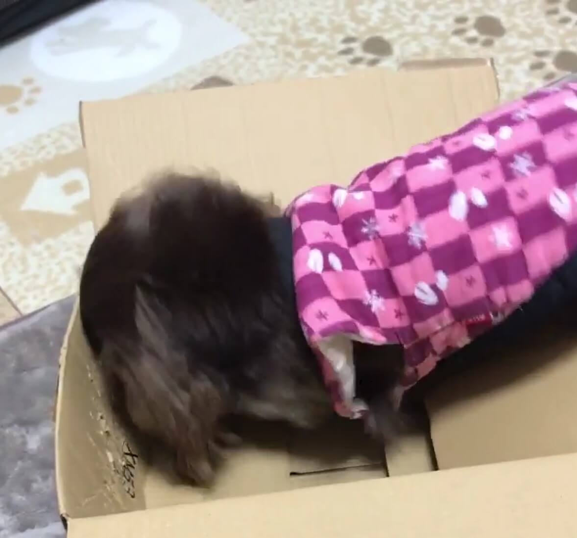 ダックスフンド,動画