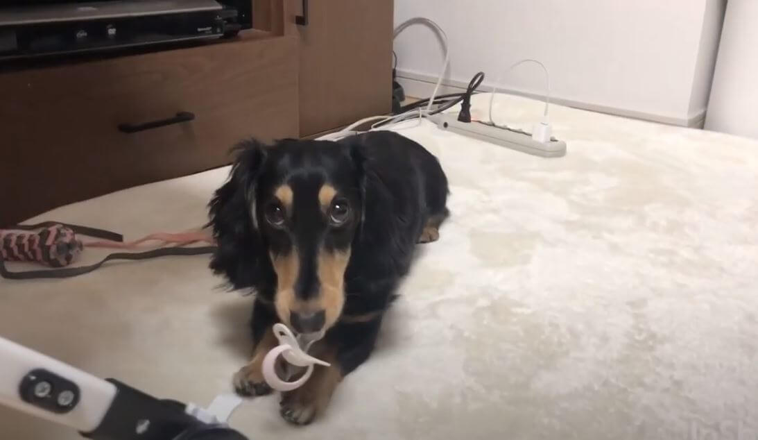 ダックスフンド,動画