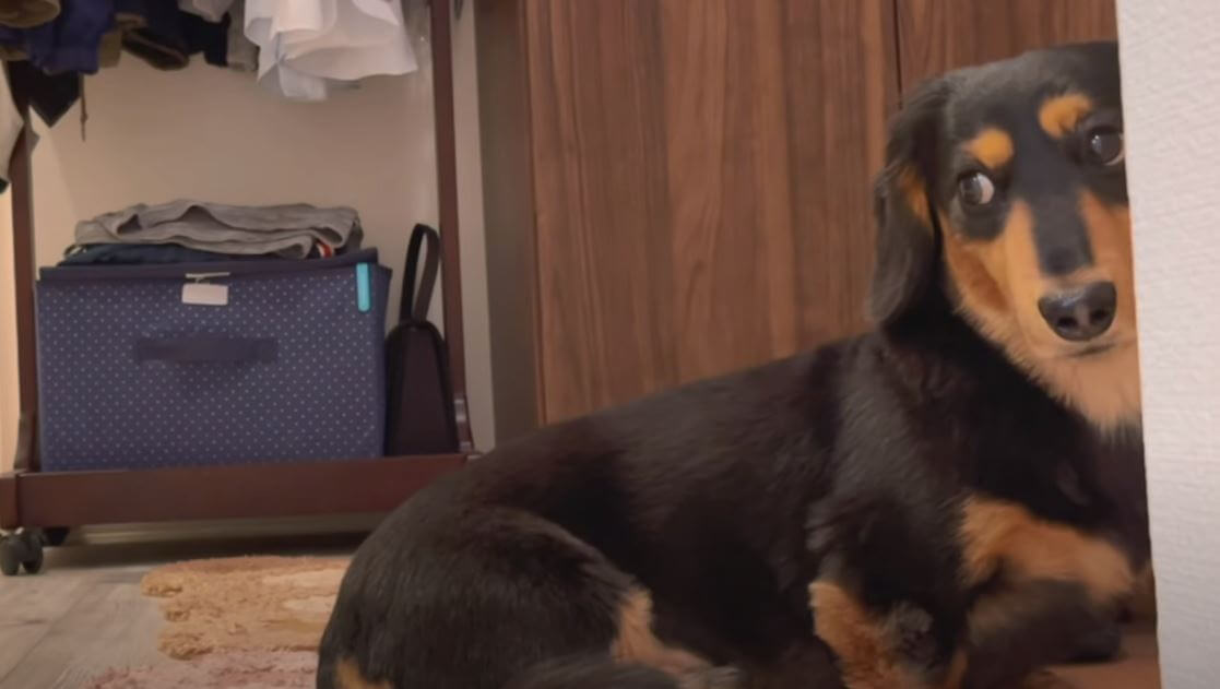 ダックスフンド,動画