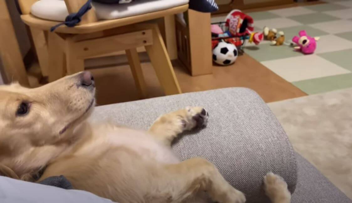 ダックスフンド,動画