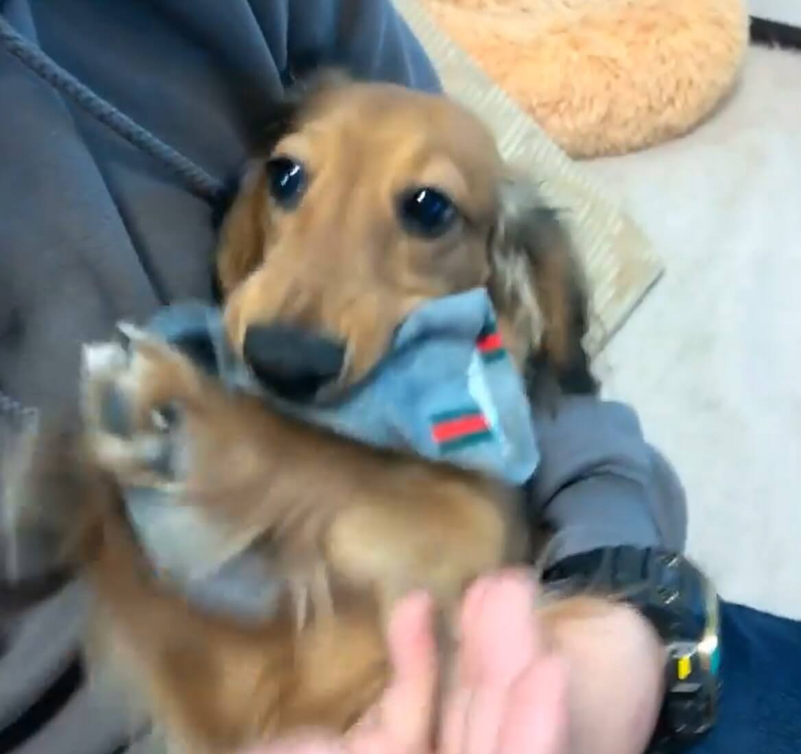 ダックスフンド,動画