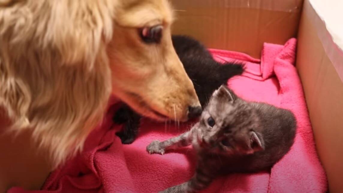 ダックスフンド,動画