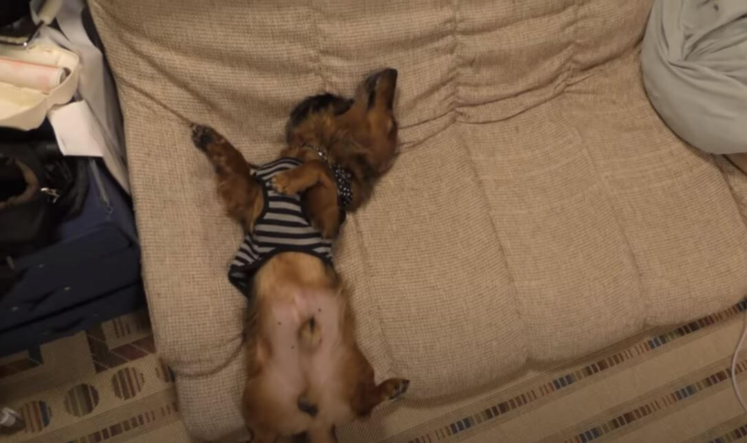 ダックスフンド,動画