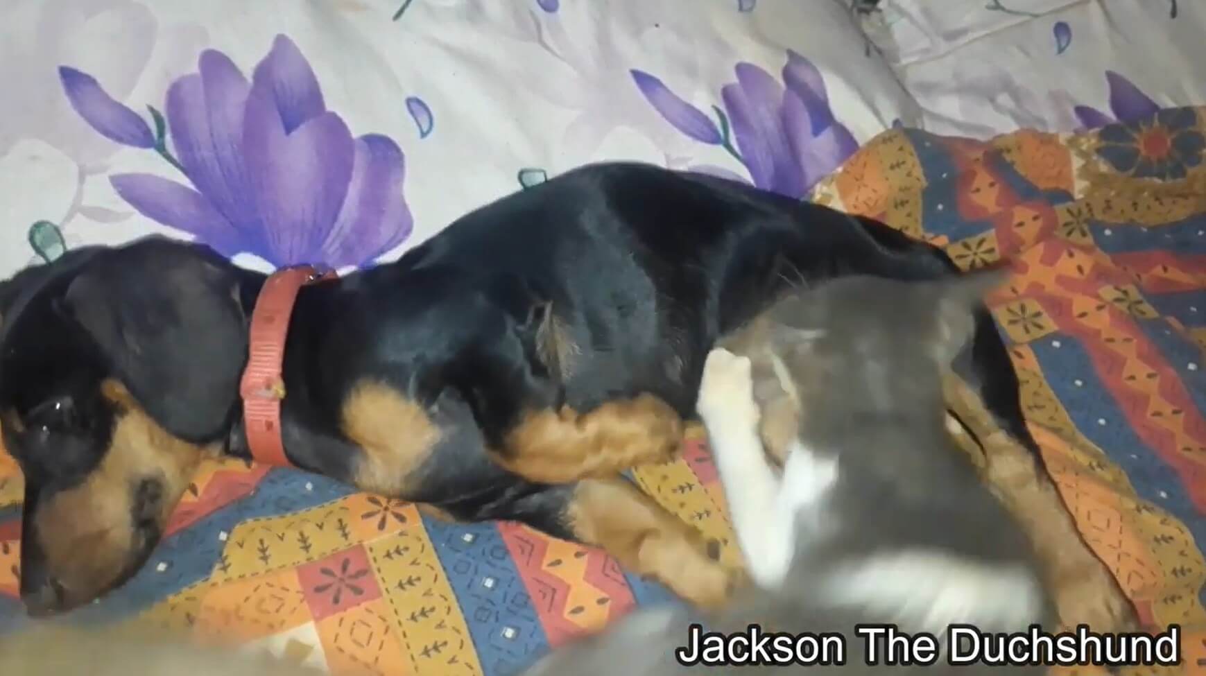 ダックスフンド,動画