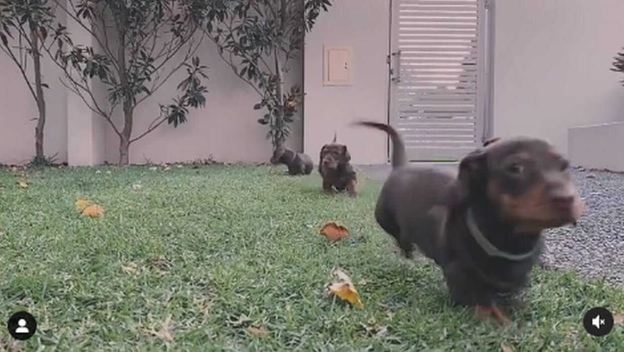 ダックスフンド,動画