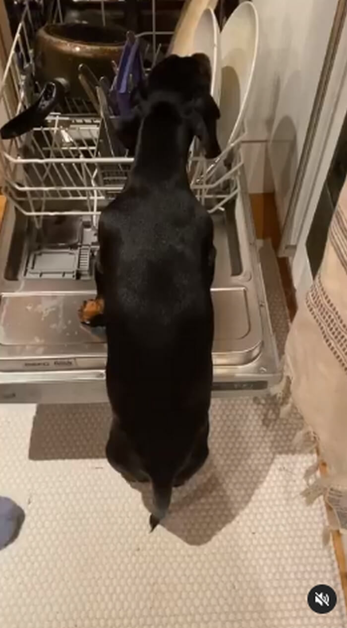 ダックスフンド,動画