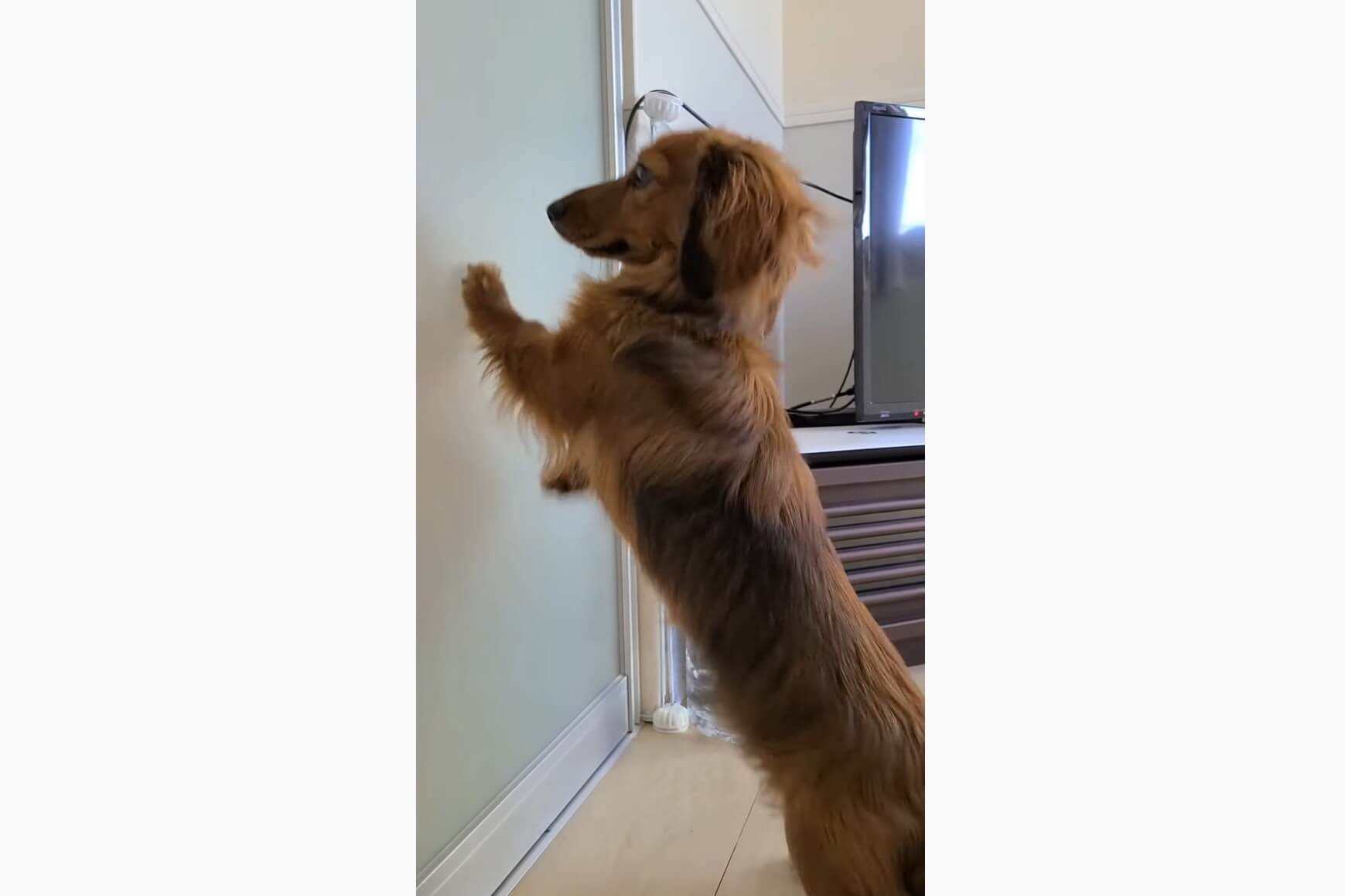 ダックスフンド,動画