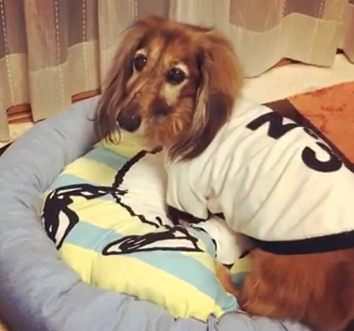 ダックスフンド,動画