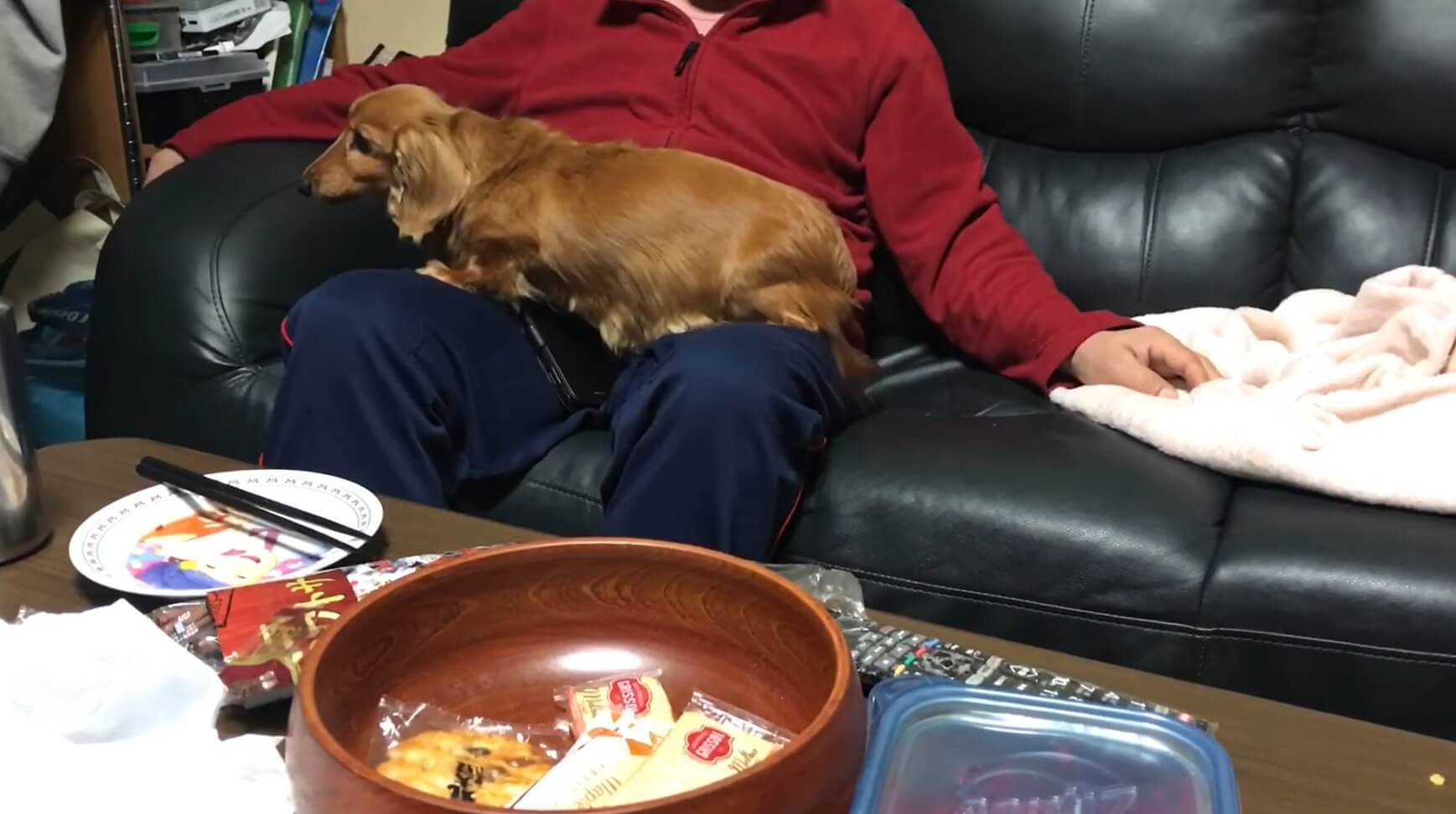 ダックスフンド,動画