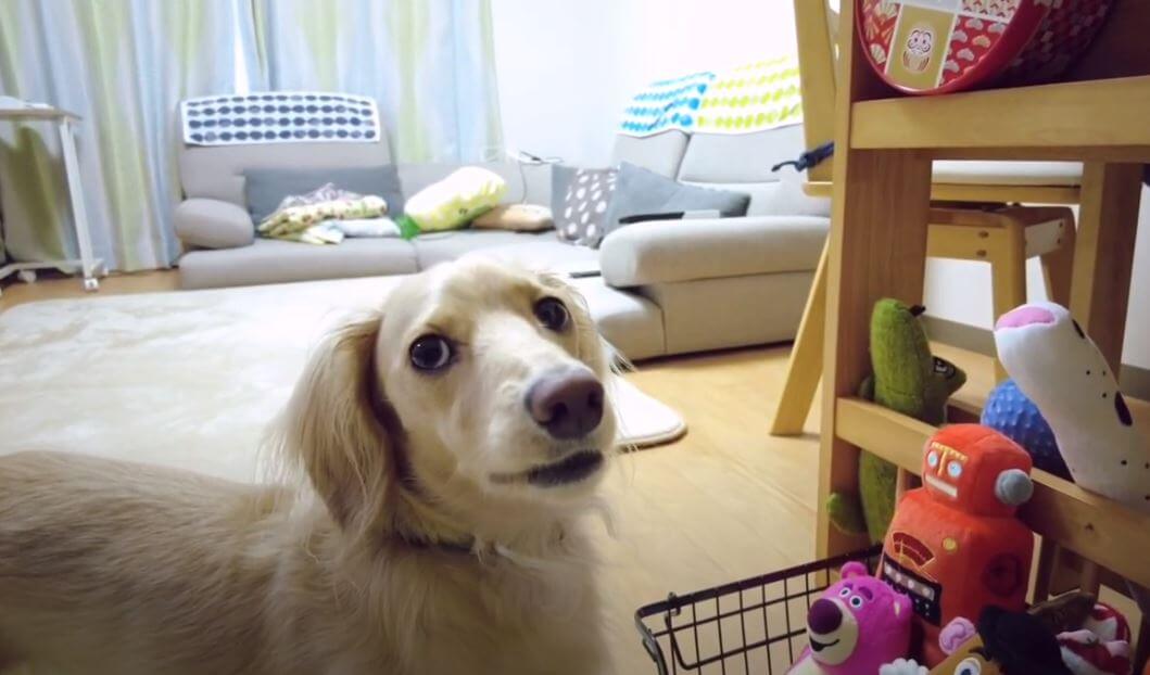 ダックスフンド,動画