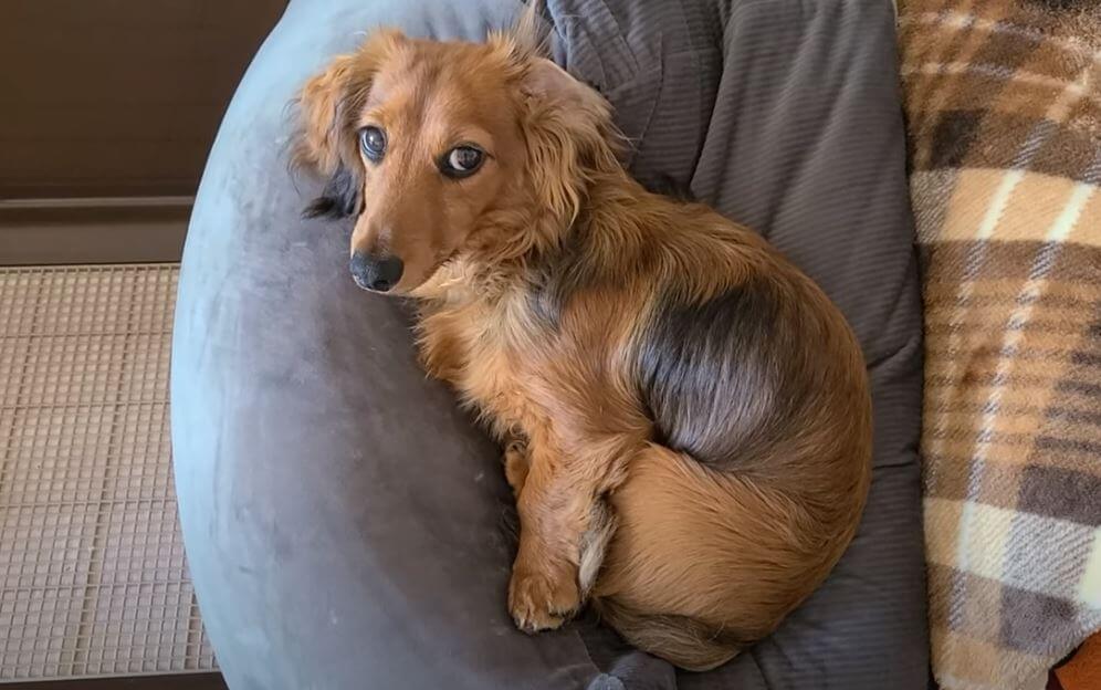 ダックスフンド,動画