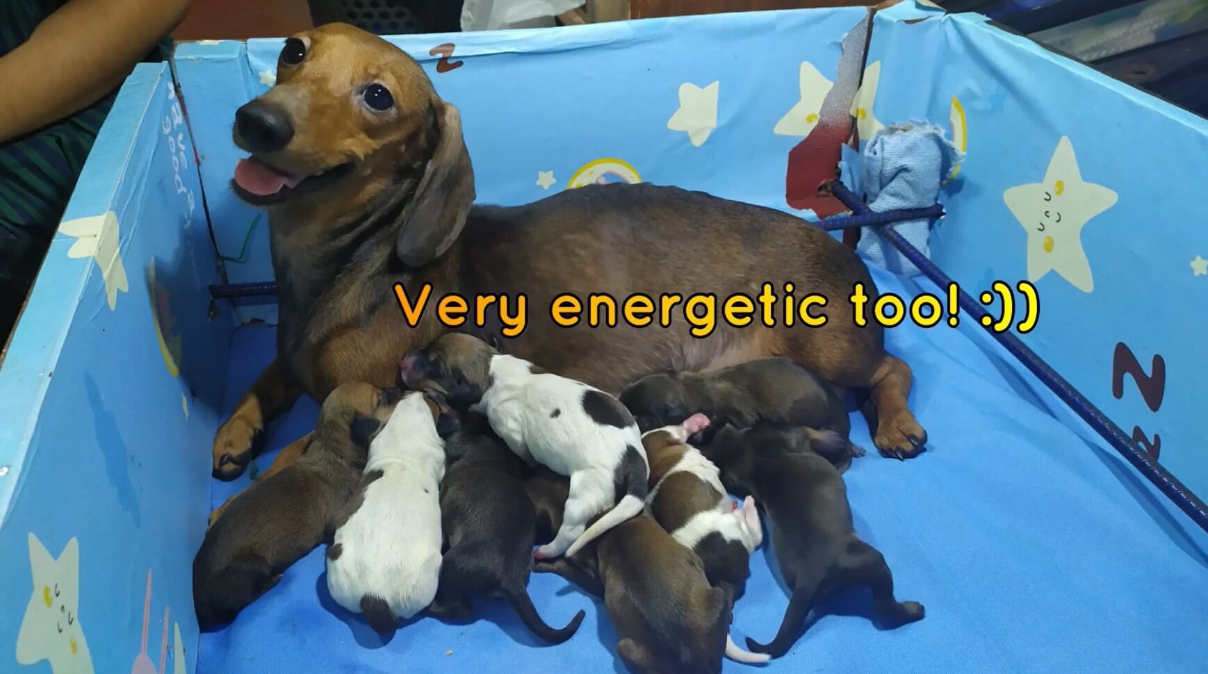 ダックスフンド,動画