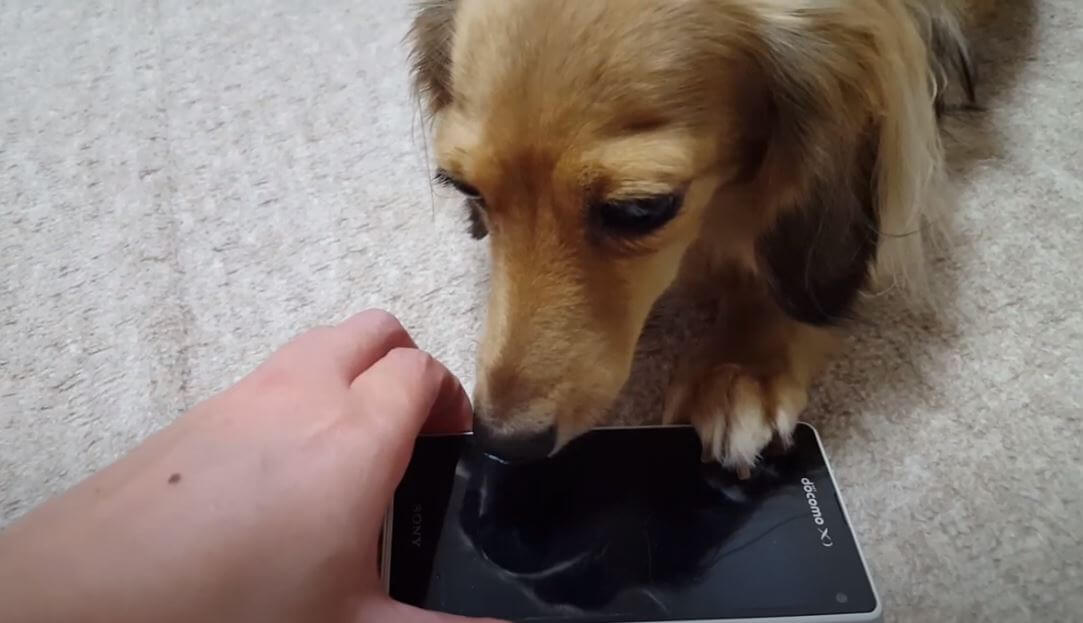 ダックスフンド,動画