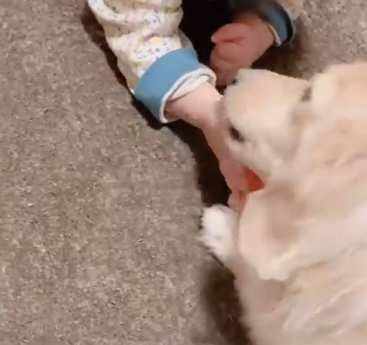 ダックスフンド,動画