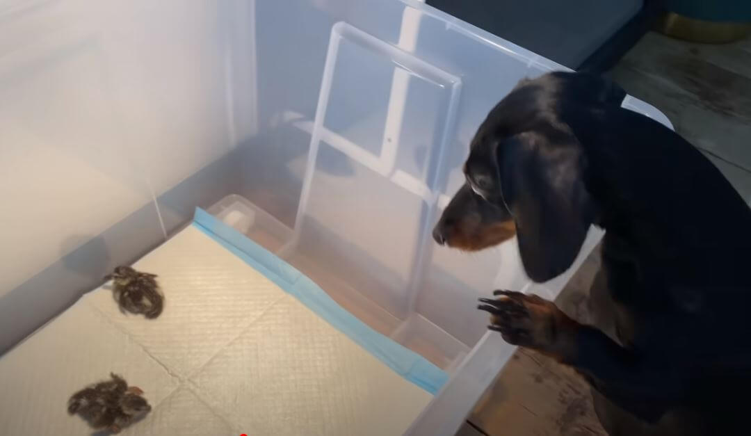 ダックスフンド,動画