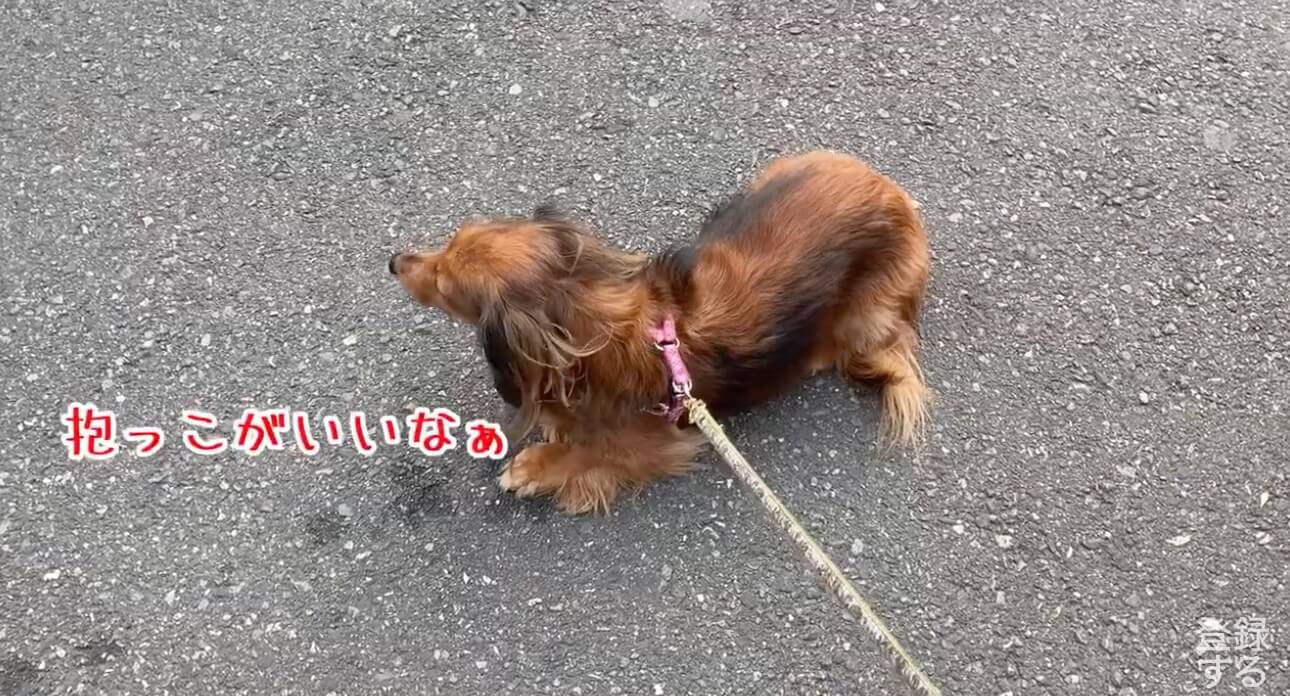 ダックスフンド,動画