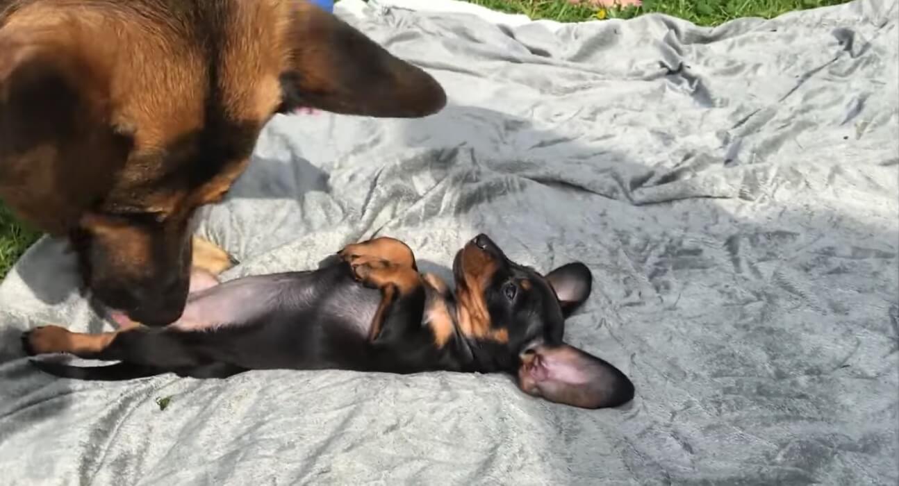 ダックスフンド,動画