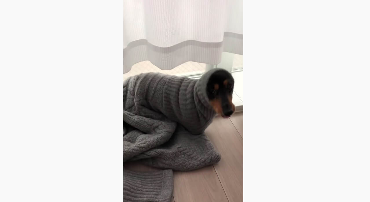 ダックスフンド,動画