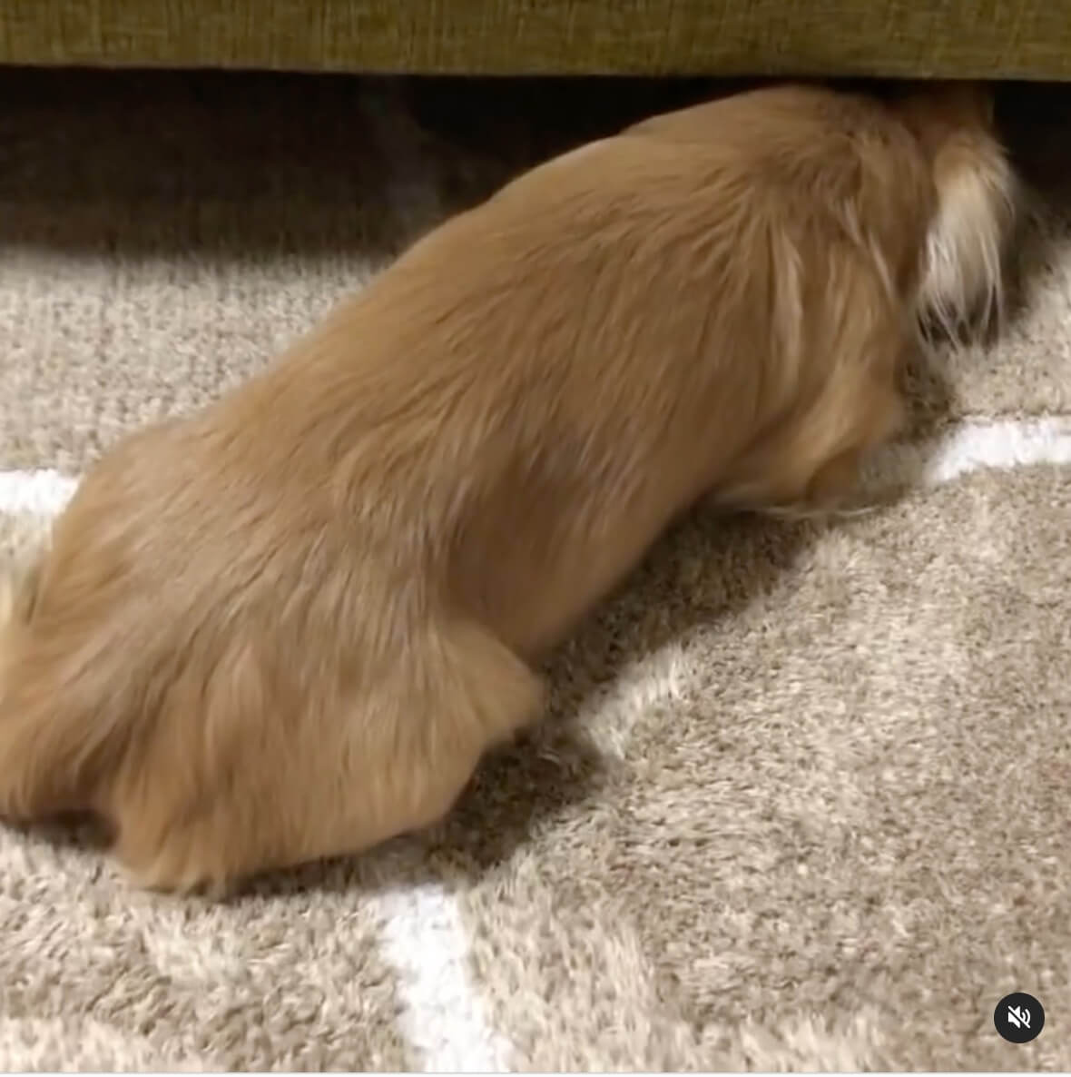 ダックスフンド,動画