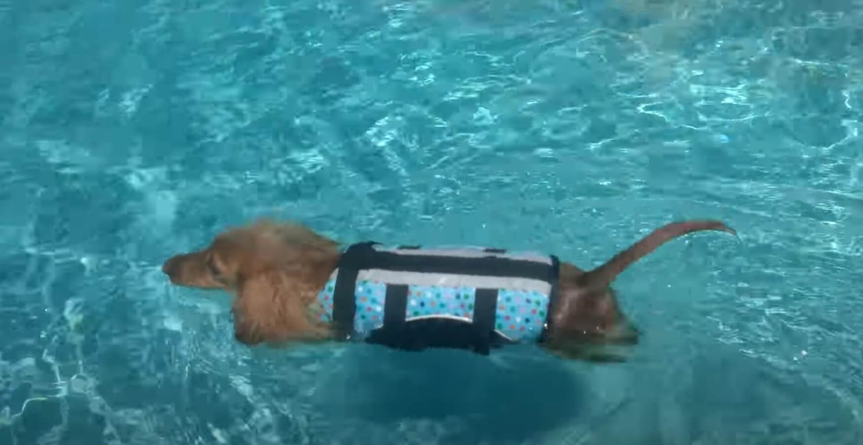 ダックスフンド,動画