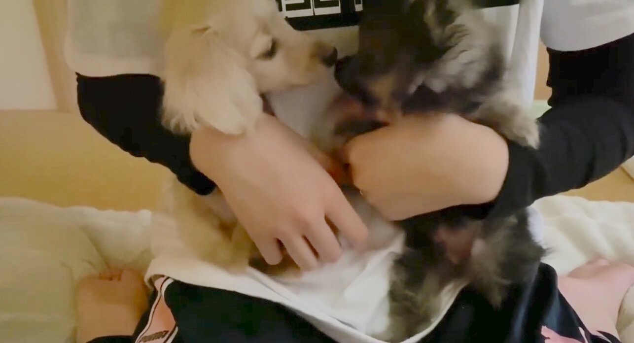 ダックスフンド,動画