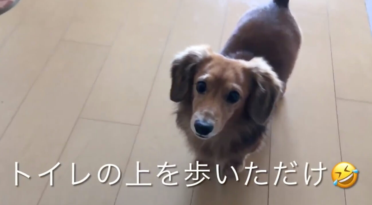 ダックスフンド,動画