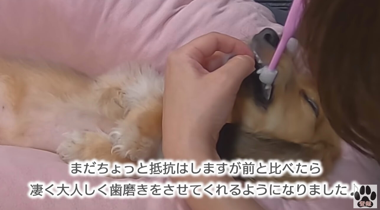 ダックスフンド,動画