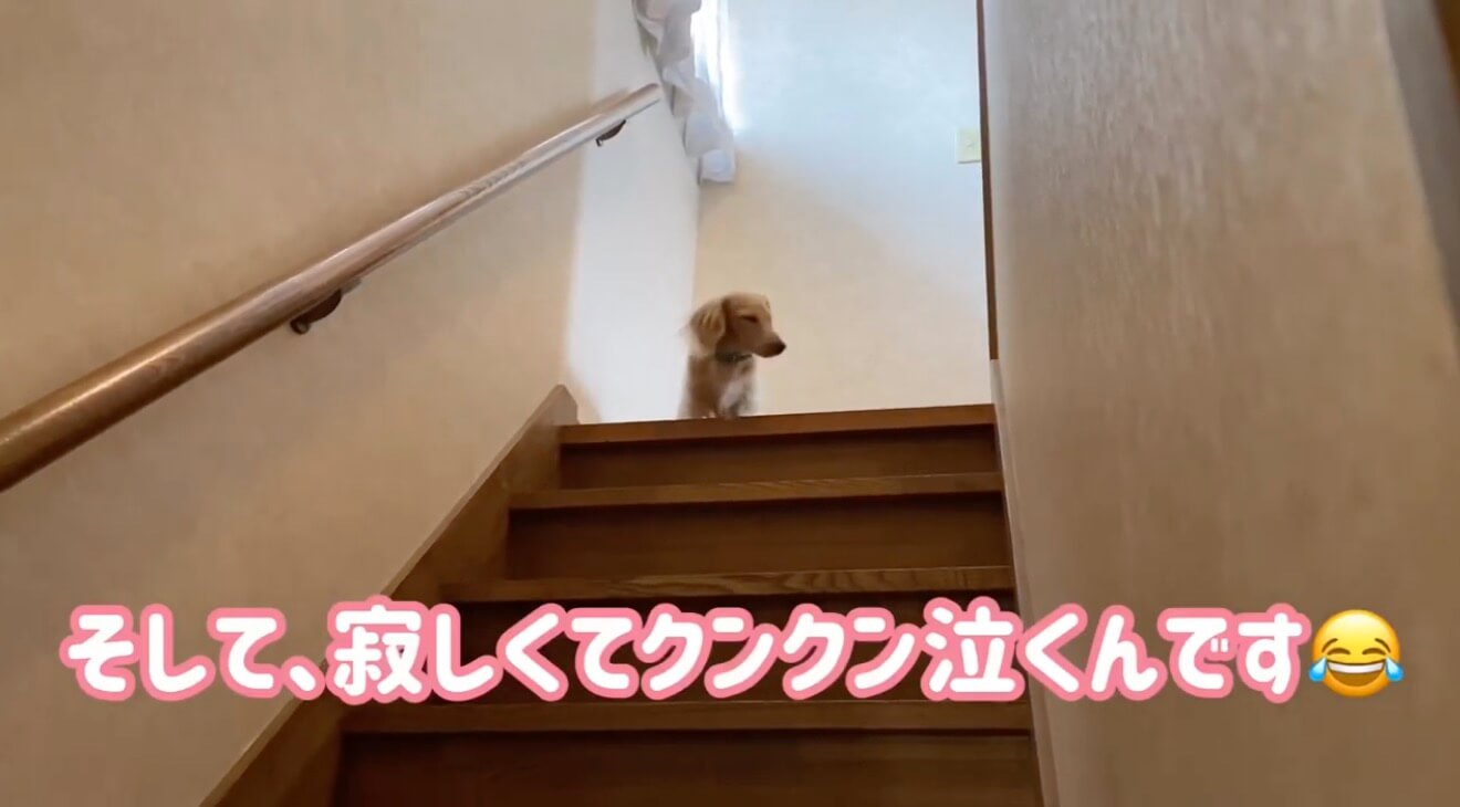 ダックスフンド,動画