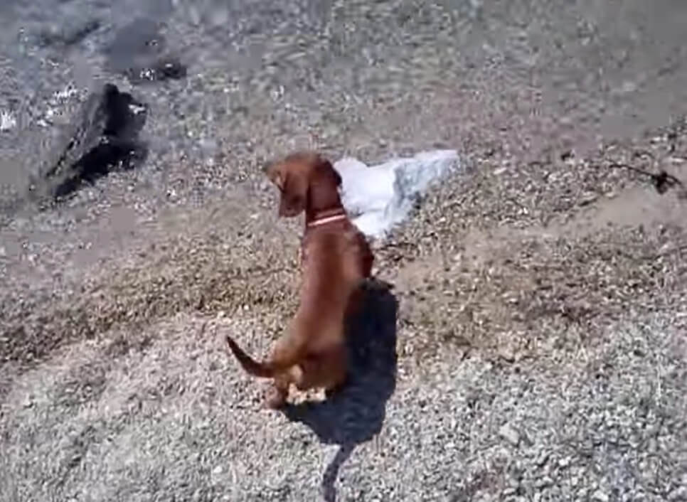 ダックスフンド,動画