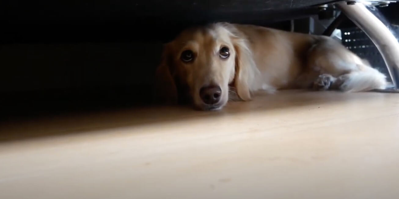 ダックスフンド,動画