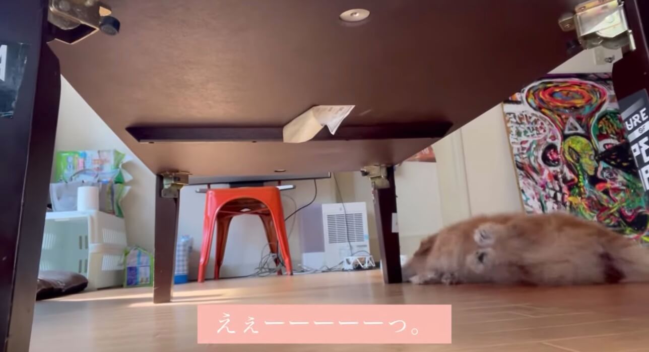 ダックスフンド,動画