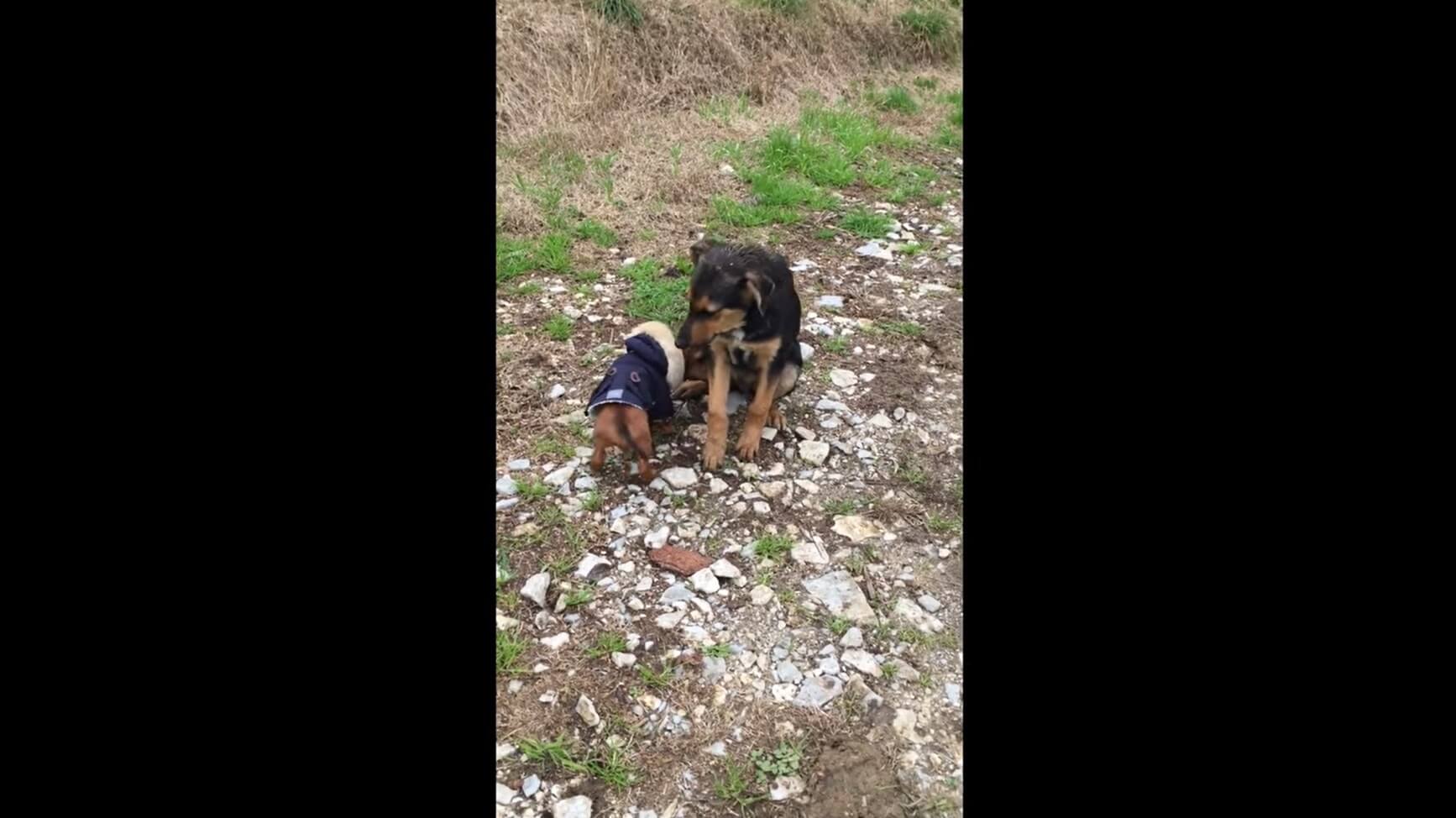 ダックスフンド,動画