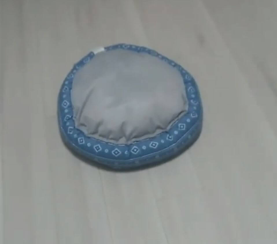 ダックスフンド,動画