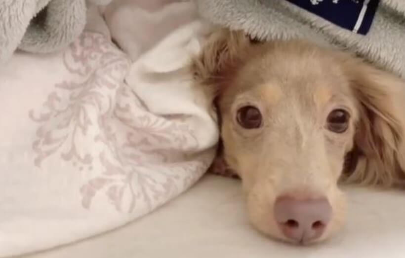 ダックスフンド,動画