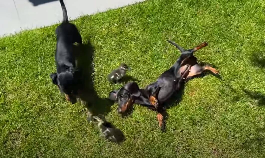 ダックスフンド,動画