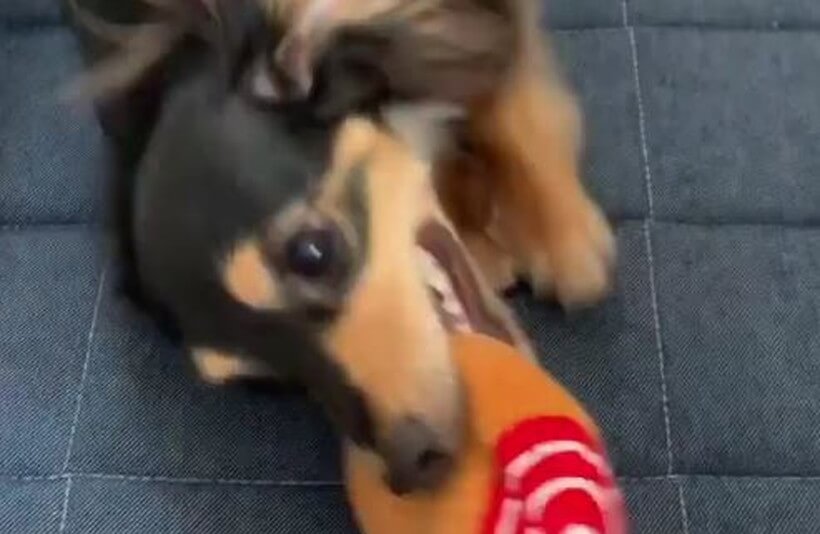 ダックスフンド,動画