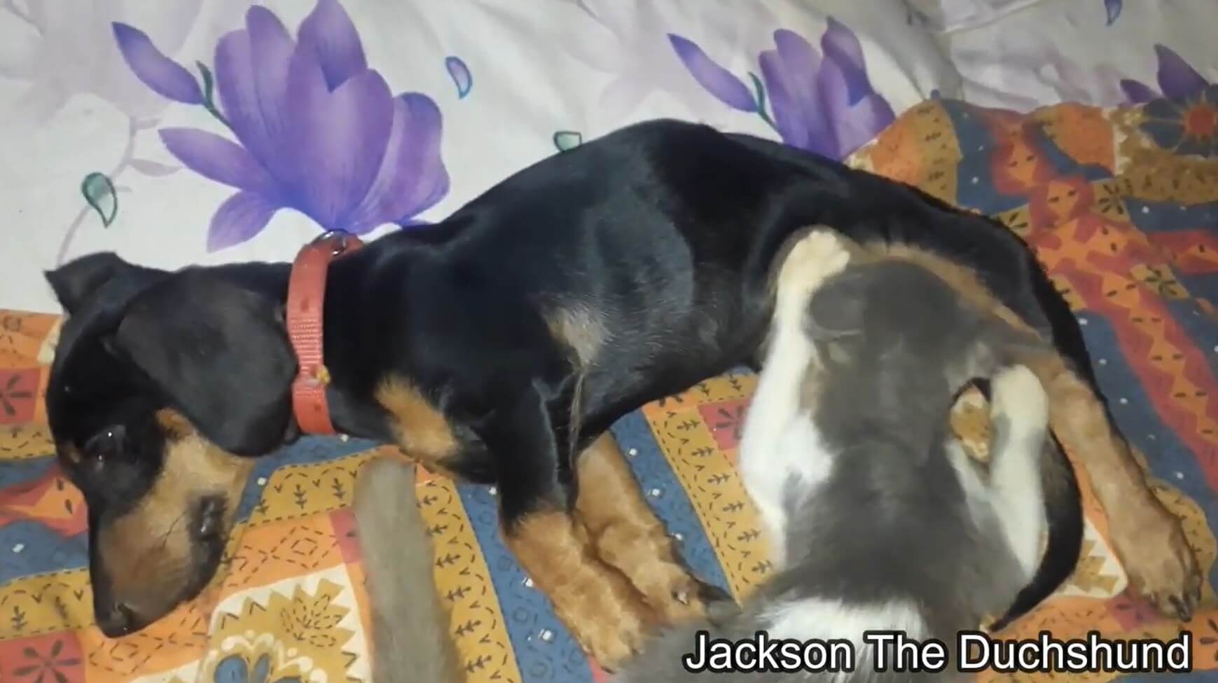 ダックスフンド,動画